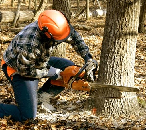 Tree Removal in Rib Lake, WI